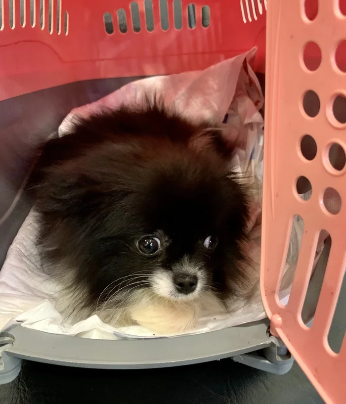 Reply to the post “We have a new euthanasia refuser - a 6-month-old Spitz puppy after an attack by another dog. They took me for examination. - My, Dog, Spitz, Animal Rescue, Pets, Pet, Pets, Puppies, Video, Reply to post, Longpost