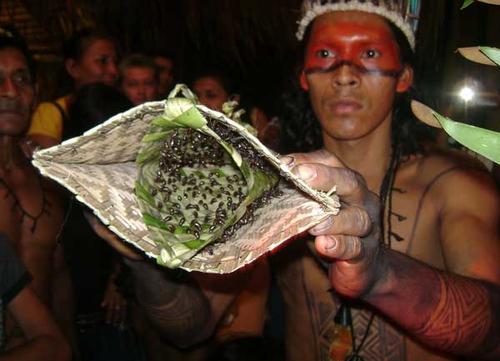 Monstrous rite of passage - Bullet Ant, Rite, Initiation, Traditions, Pain, Indians, Amazon, Video, Longpost