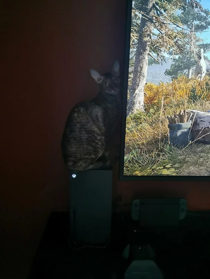 XBox has discovered a new problem - Xbox series x, Xbox, cat, Problem