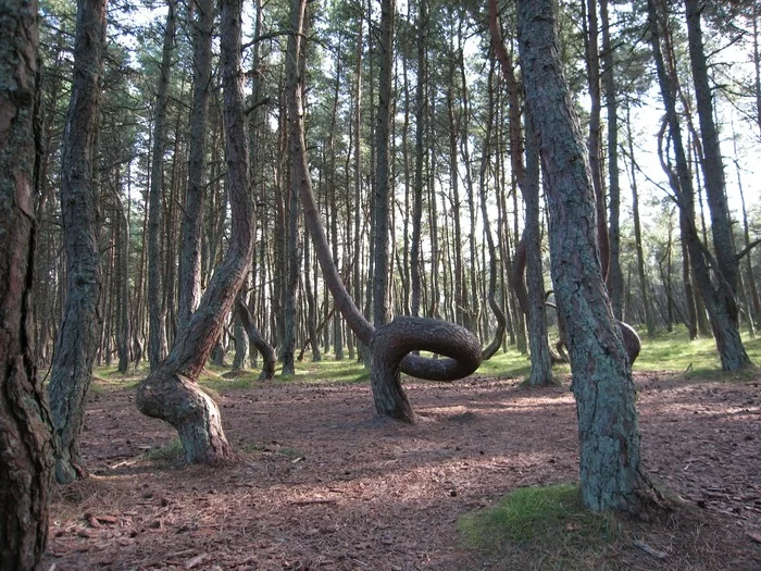 Танцующий лес - Моё, Калининградская область, Куршская коса, Лес, Сосна