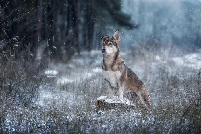 Walker in the snowy forest - My, Dog, Cur, Winter, Snow, The photo