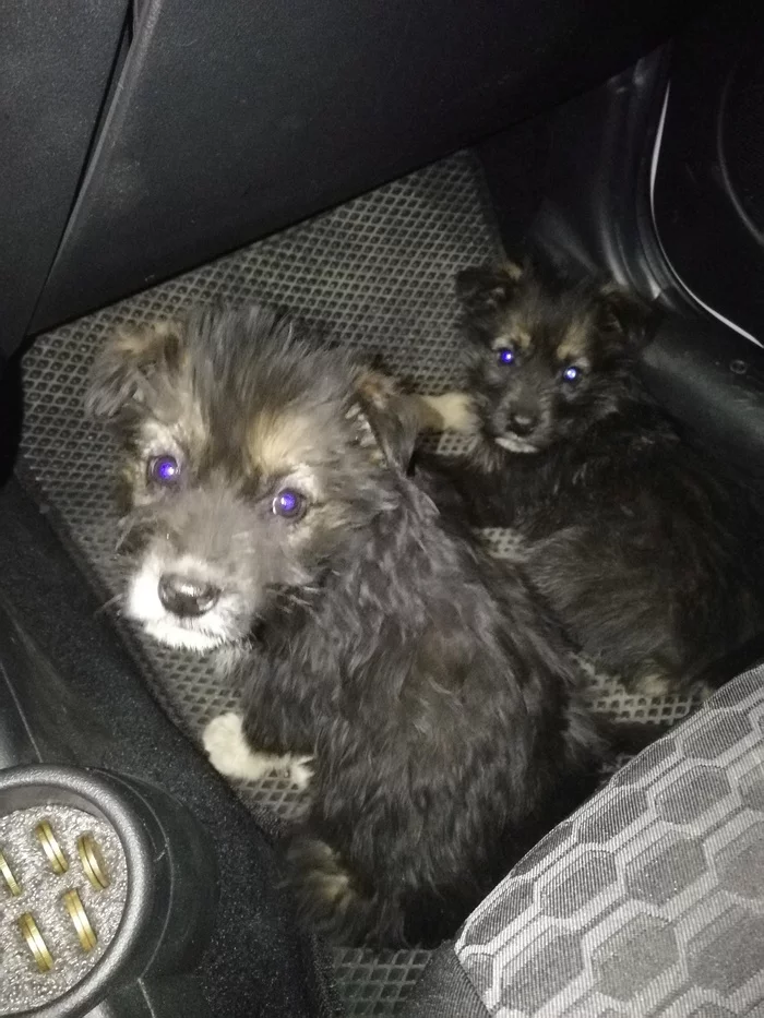 I picked up puppies on the road, I need some advice - My, Puppies, Dog breeds, Find, Road, In good hands, Video, Longpost, Naberezhnye Chelny, No rating, Dog