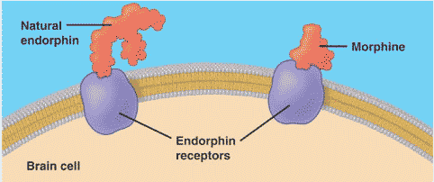 Any person, if he is injected with morphine, becomes morphine dependent, that is, a drug addict, in just a couple of weeks - The science, Brain, Drugs, Addiction, Video