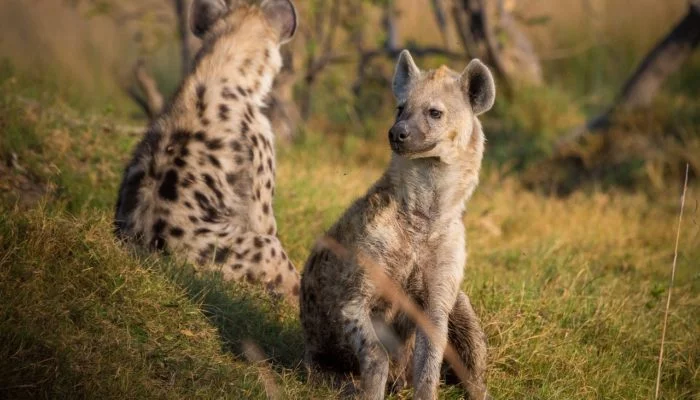 These incredible hyenas... - Hyena, Spotted Hyena, Wild animals, Africa, Interesting to know, Predator, Animals, Longpost