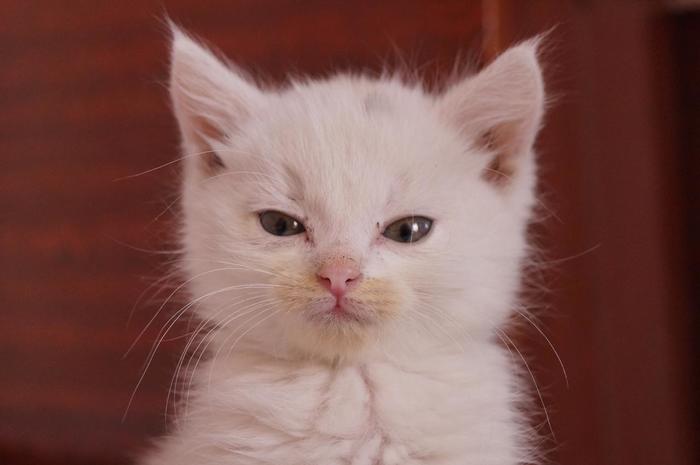 Tsipiya kitten)) - Kittens, Tenderness, Friend, Foundling, cat
