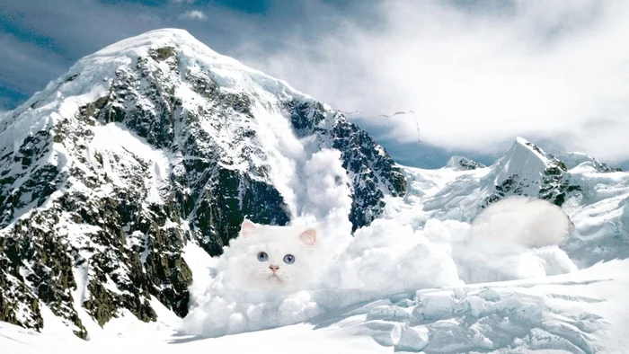 Basin - My, cat, Avalanche, Snow, Memes