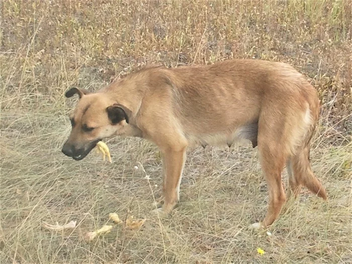 A stray dog ??ran after us with its tail between its legs. - My, Dog, Pet, Homeless animals, German Shepherd, The rescue, Yandex Zen, Longpost, Pets