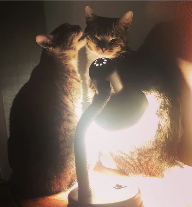 Family cat lamp) - My, cat, Lamp character