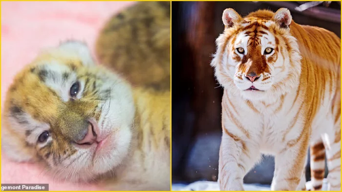 Rare golden tiger cubs born in China - Tiger, Tiger cubs, Golden tiger, Big cats, Unusual coloring, Zoo, China, The national geographic, Longpost