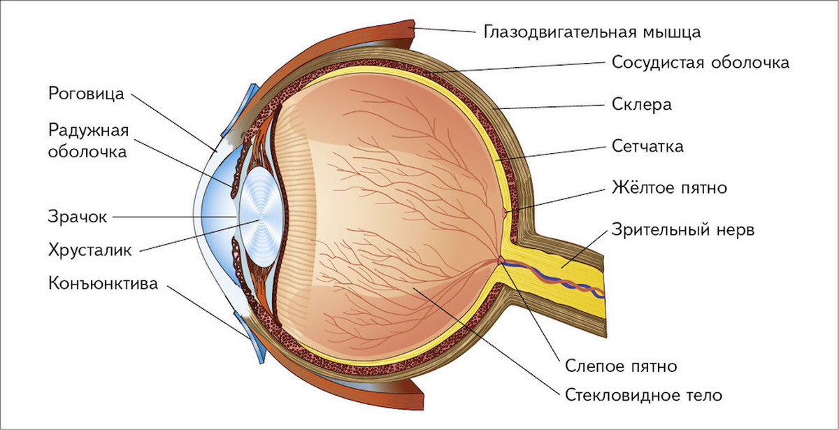 Глаза являются органом человека. Склера роговица сосудистая оболочка. Роговица зрачок хрусталик сетчатка радужка. Склера роговица слепое пятно. Строение глаза роговица радужка.