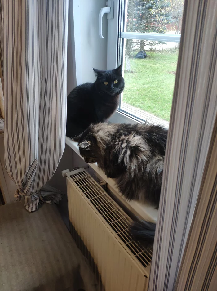 It's so cold outside... we won't go for a walk, right? - My, cat, Cold, November, Windowsill, Dacha, Disappointment, Sit at home, Longpost, Series Little Black Kysya
