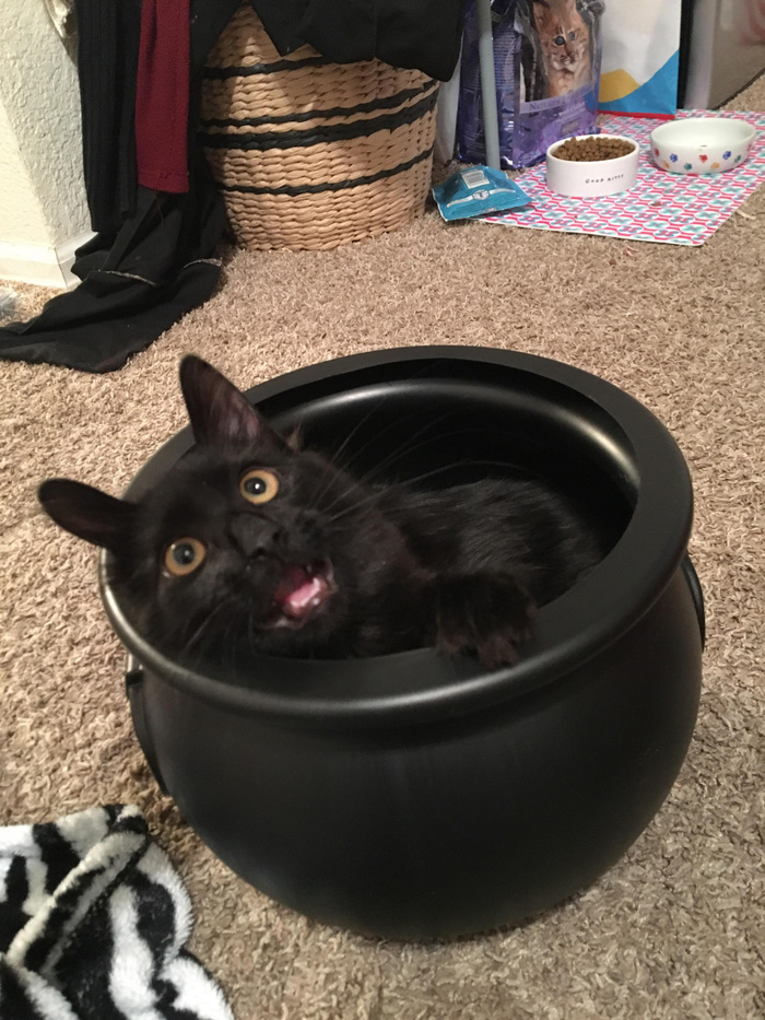 Просто Котэ)