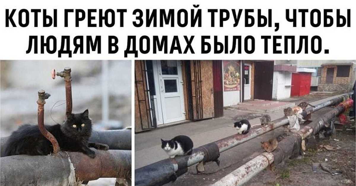 Коты греют зимой трубы