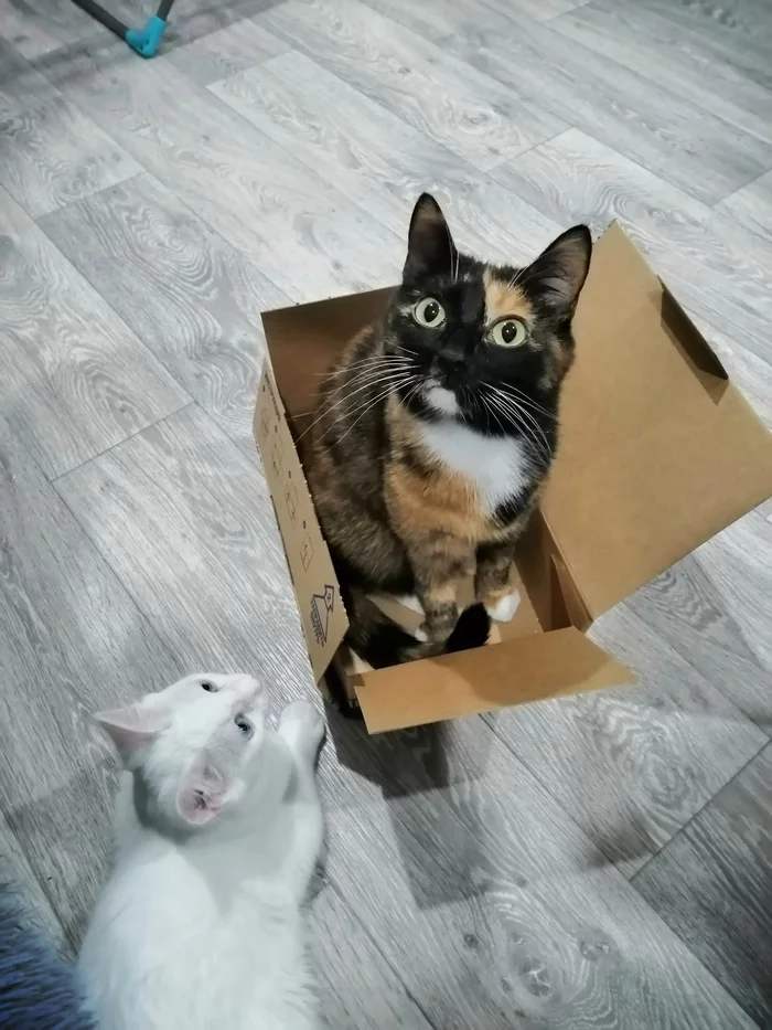 When there is a shortage of boxes in the apartment - My, cat, Box and cat, Tricolor cat, Blue eyes, Longpost