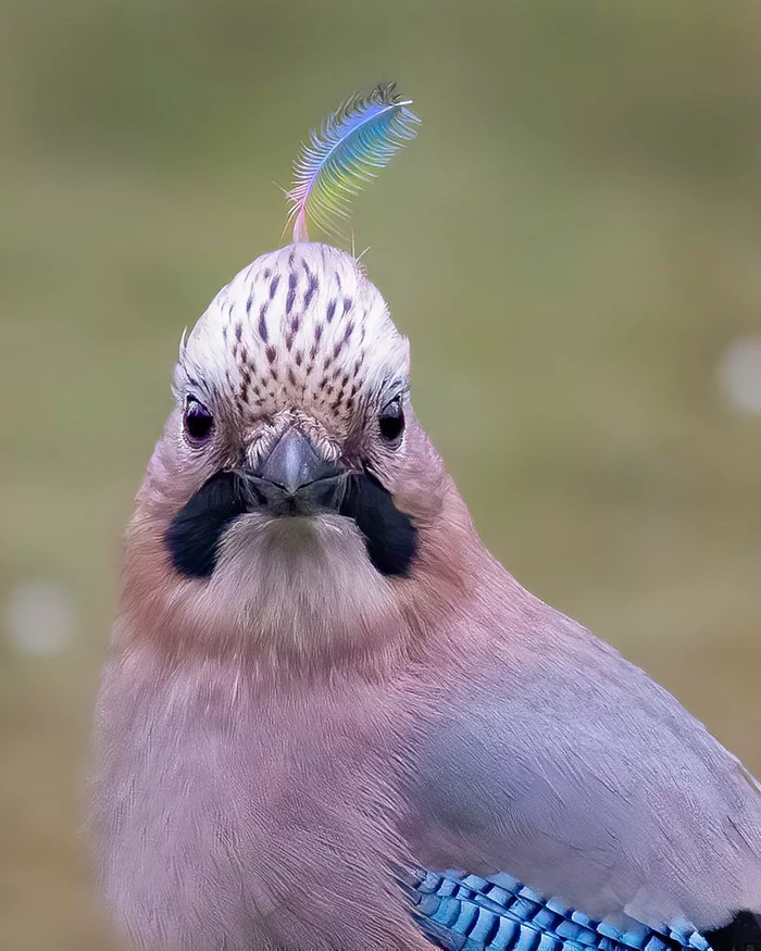 Jay portrait - Birds, Jay, Portrait, The photo, Nature, Ornithology, Ornithology League