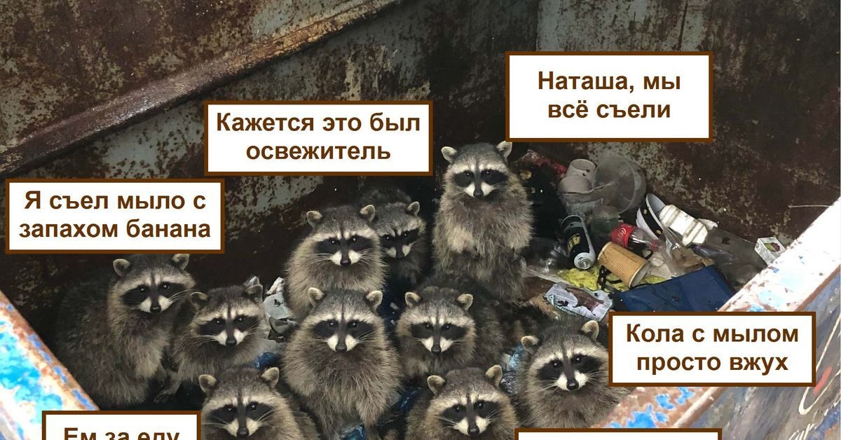 Славься джей картинка