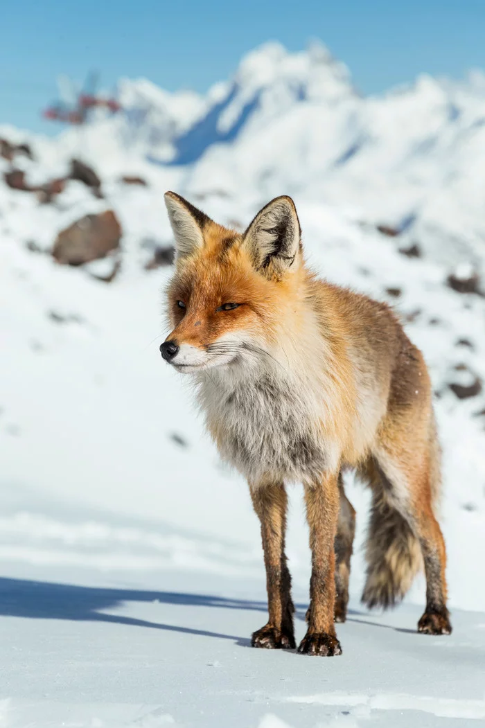 Alpine trickster - Fox, The mountains, Caucasus, Elbrus, Kabardino-Balkaria, beauty of nature, The national geographic, Wild animals