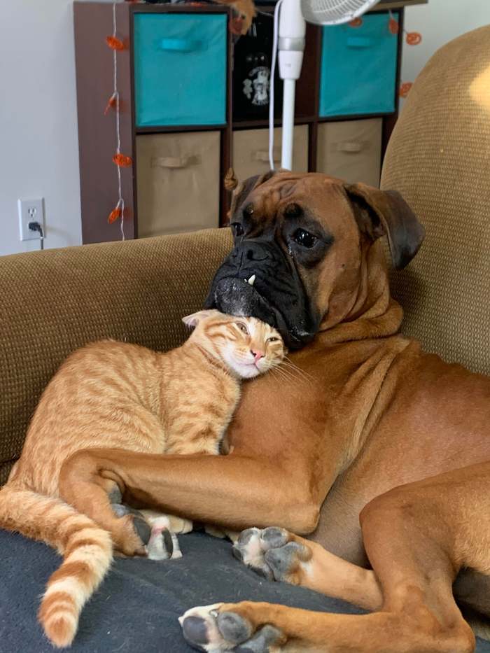 Boxer and cat hugs (PS Battle) - The photo, Animals, cat, Dog, Boxer, Fotozhaba, Photoshop, Milota, Longpost