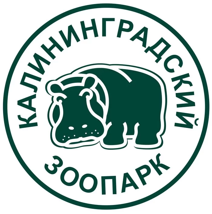 The story of a hippopotamus - hippopotamus, Zoo, Animal Rescue, Kaliningrad, The Second World War, Longpost