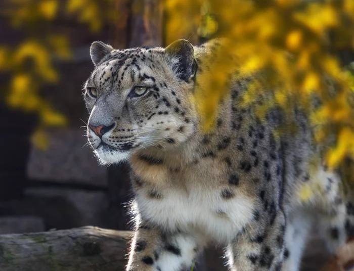 Снежный барс... ик) - Снежный барс, Большие кошки, Дикие животные, Природа, The National Geographic, Фотография, Богданов Олег, Животные, Длиннопост