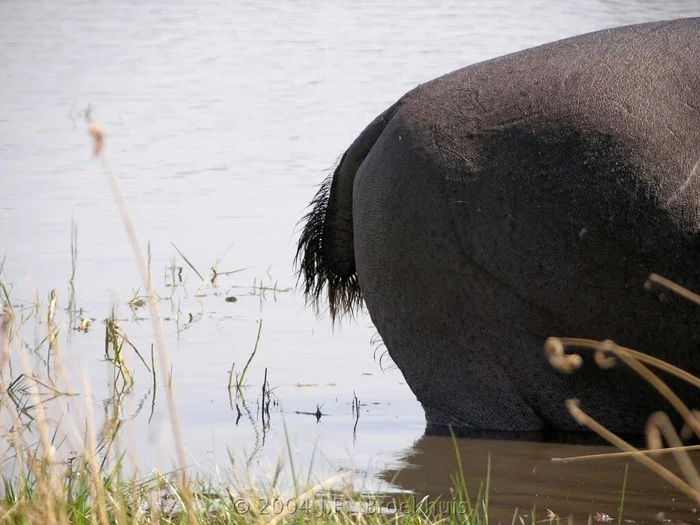 Hippo ass - hippopotamus, Villi