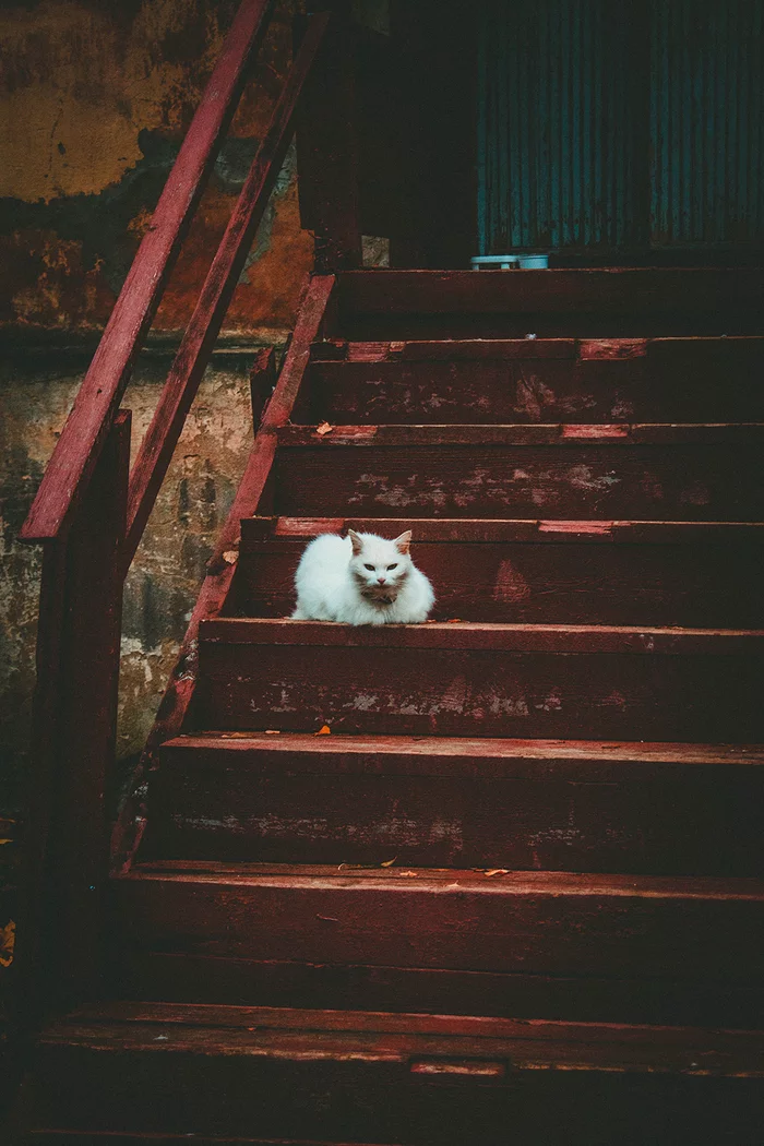 Entrance security - My, The photo, Street photography, Photographer, cat