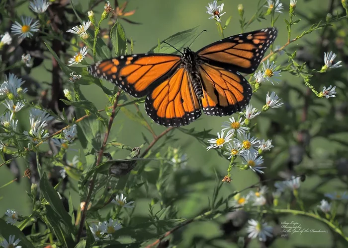 Hunger is not a thing... - Insects, Butterfly, Caterpillar, Danaida Monarch, Aggression, USA, Research, Video, Longpost