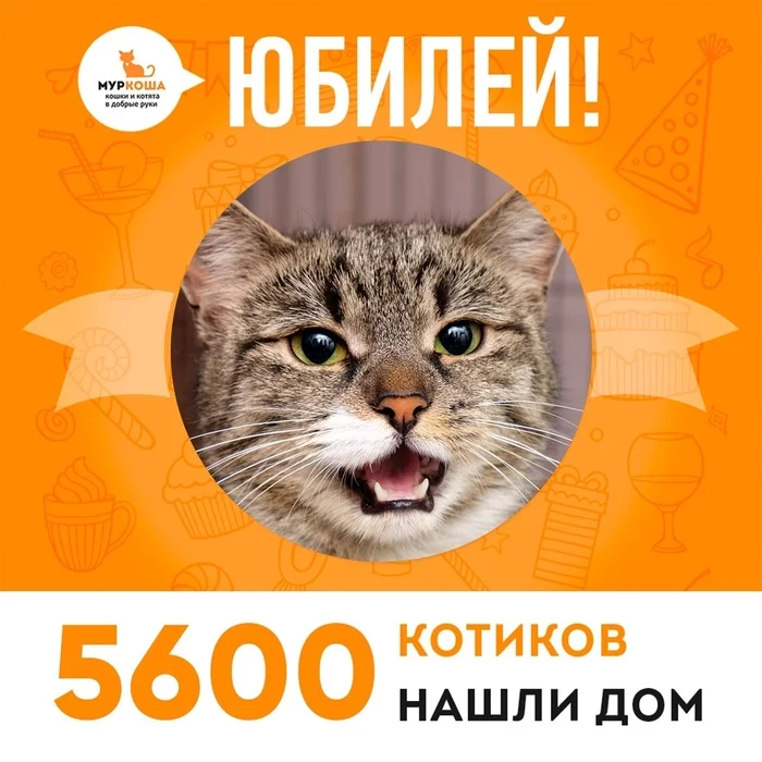 We are celebrating another anniversary: ??5,600 kittens have already found a home! - My, Murkosh shelter, Animal shelter, cat, Help, Touching, Real life story, Anniversary, Holidays, Volunteering