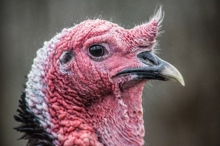Sad turkey - Birds, Turkey, Chickens, Sadness, Pets, The national geographic, The photo, Ornithology League