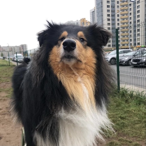 Collie Loki +1 - My, Collie, Maine Coon, Animals, Saint Petersburg, Longpost, Dog, cat, The photo