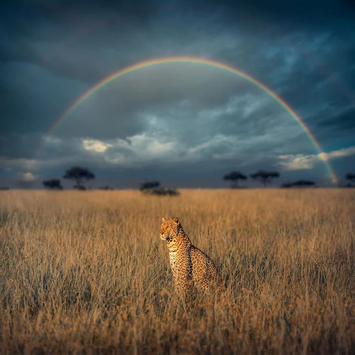 Rainbow - Rainbow, The photo, Leopard, Big cats, Wild animals, Africa, wildlife