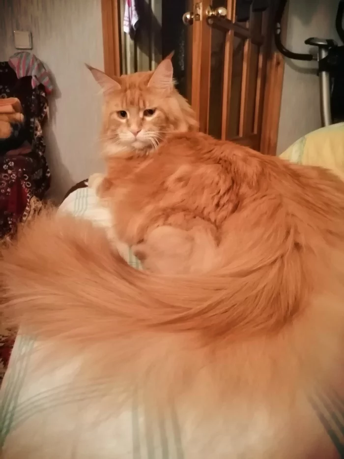 Firefox - My, Tail, Maine Coon, cat, Redheads, Fluffy