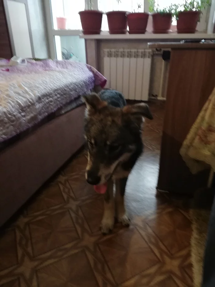 Found a dog - My, Dog, Lost, Longpost, Tula region, No rating, Found a dog