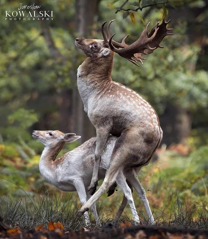 Are you sure you closed the door? - NSFW, Humor, Animals, Curiosity