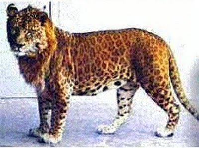 Feline hybrids - Animals, Biology, Hybrid, Cat family, Big cats, a lion, Leopard, Jaguar, Puma