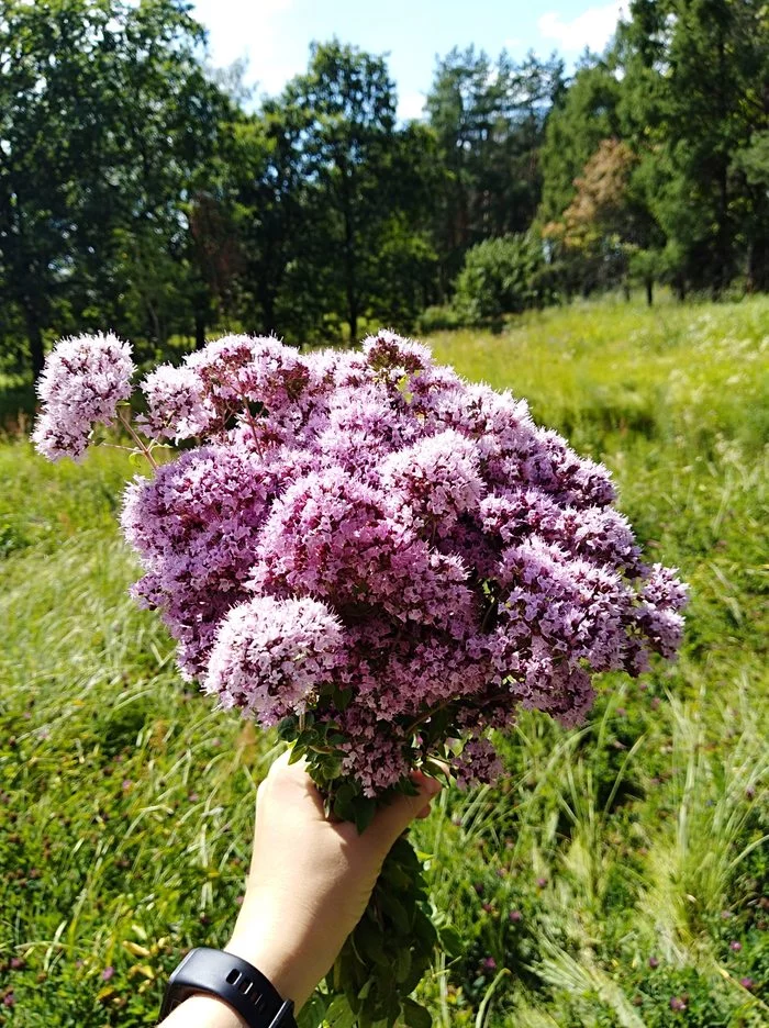 Чай, чаёчек, чаюшечка - Моё, Чай, Трава, Своими руками, Экономия, Здоровье, Длиннопост