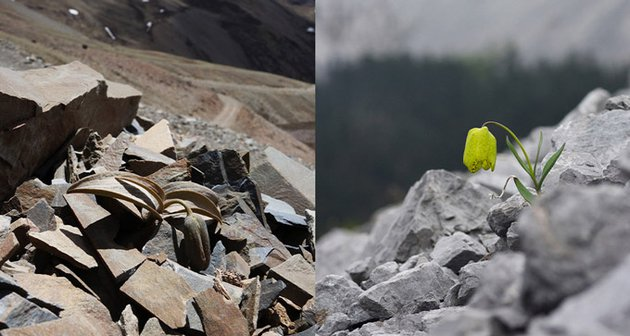 In China, a flower acquired camouflage to hide from people) - Plants, Entertaining botany, Evolutionary biology, Chinese medicine, Camouflage, Informative, Cough remedy, Longpost, Hazel grouse (flower)