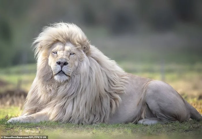 Rare white lion shows how good he is - a lion, The photo, Longpost, Big cats, Wild animals, Mane, South Africa, Reserves and sanctuaries