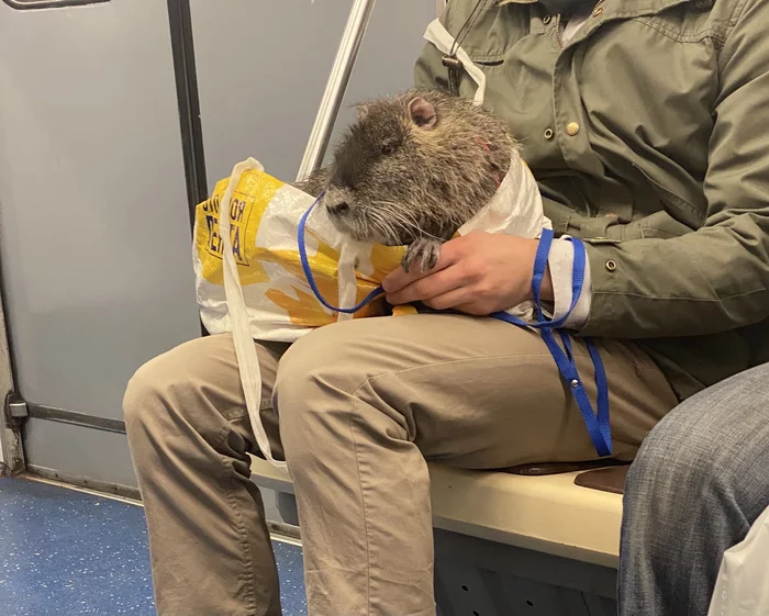What interesting thing did you see in the subway? - My, Metro, Nutria, The photo