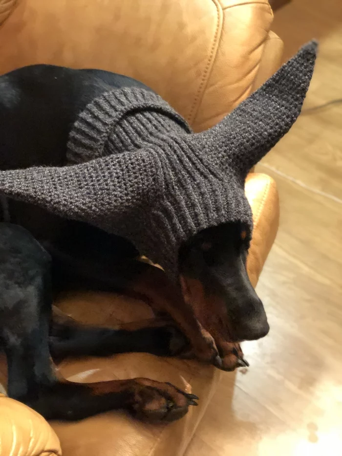 Dog hat - My, Cap, Knitting, Doberman, Crochet, Knitting, Cold, Handmade, Longpost, Needlework without process, Dog, Clothes for animals