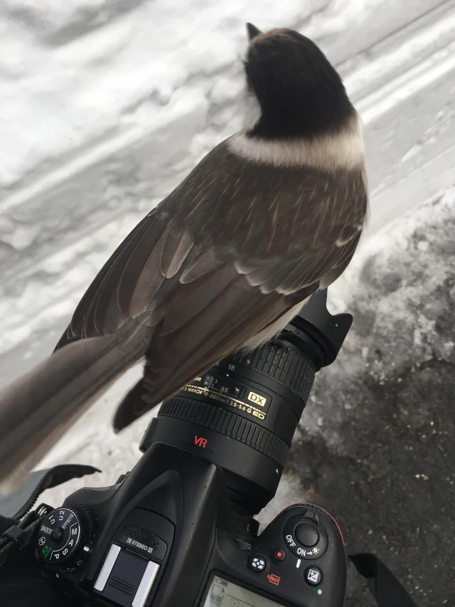 Поймал птичку на камеру - Птицы, Фотоаппарат, Фотография