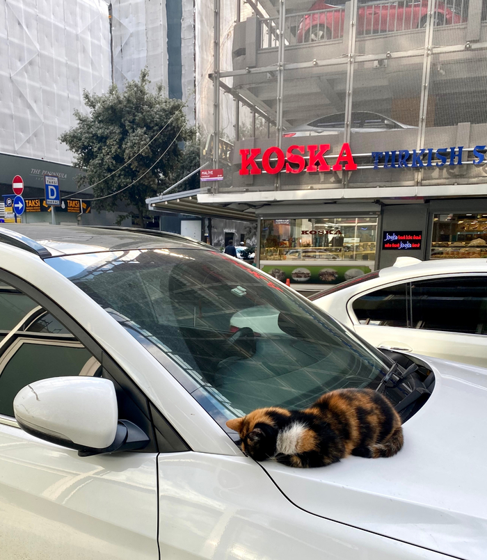 ������� ����