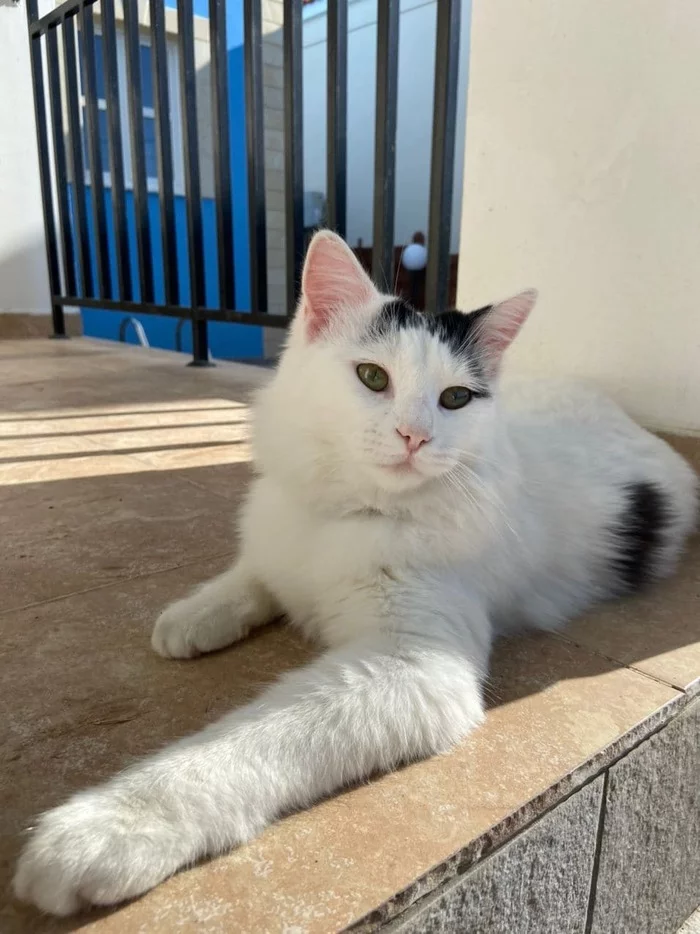 My grown ups - My, Kittens, In good hands, Cyprus, Longpost, cat