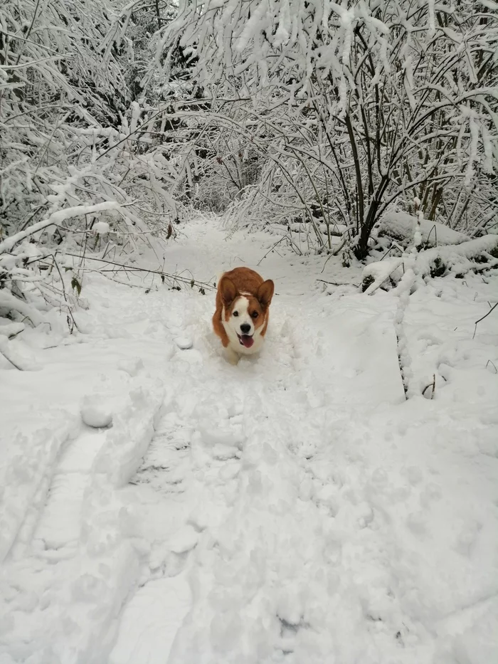 Winter has come, hurray! - My, Welsh Corgi Cardigan, Winter, Dog