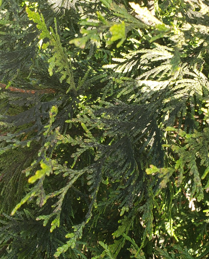 Джим Бим Jim Beam, Виски, Длиннопост Джим Бим Jim Beam, Виски, Длиннопост