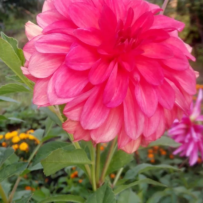 My garden - My, Flowers, Dahlias, Gardening, Longpost