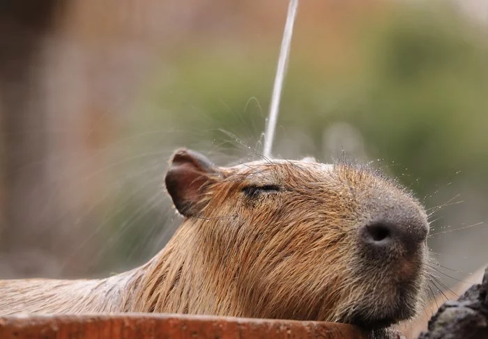 Muzzled kayfushniks - Capybara, Milota, Bliss, Japan, Zoo, Longpost