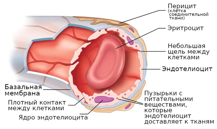 Our internal troops: what are fibroblasts and epithelia? - My, Immunity, Biology, Longpost