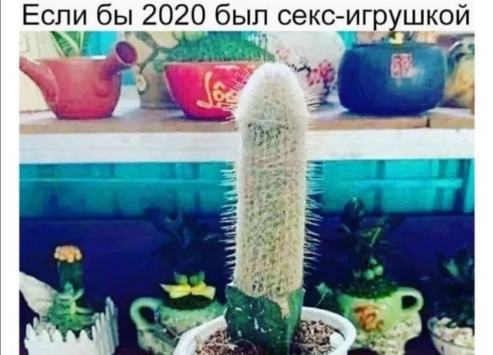 If 2020 were a sex toy - Humor, 2020, Cactus, Images, Picture with text, Sex Toys