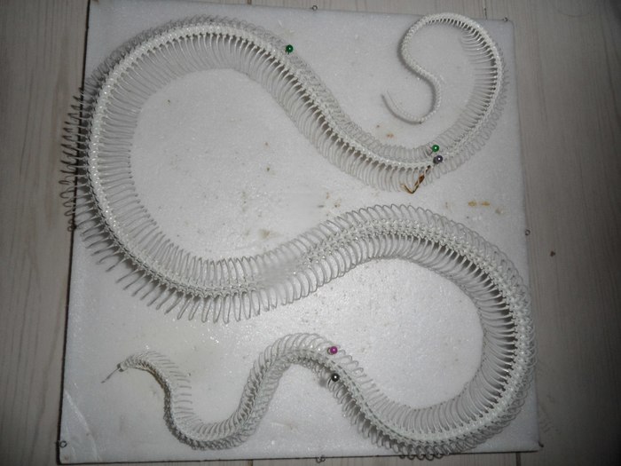 le serpent d ocean история